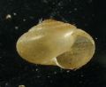 Monacha (Eutheba) cf. parumcincta